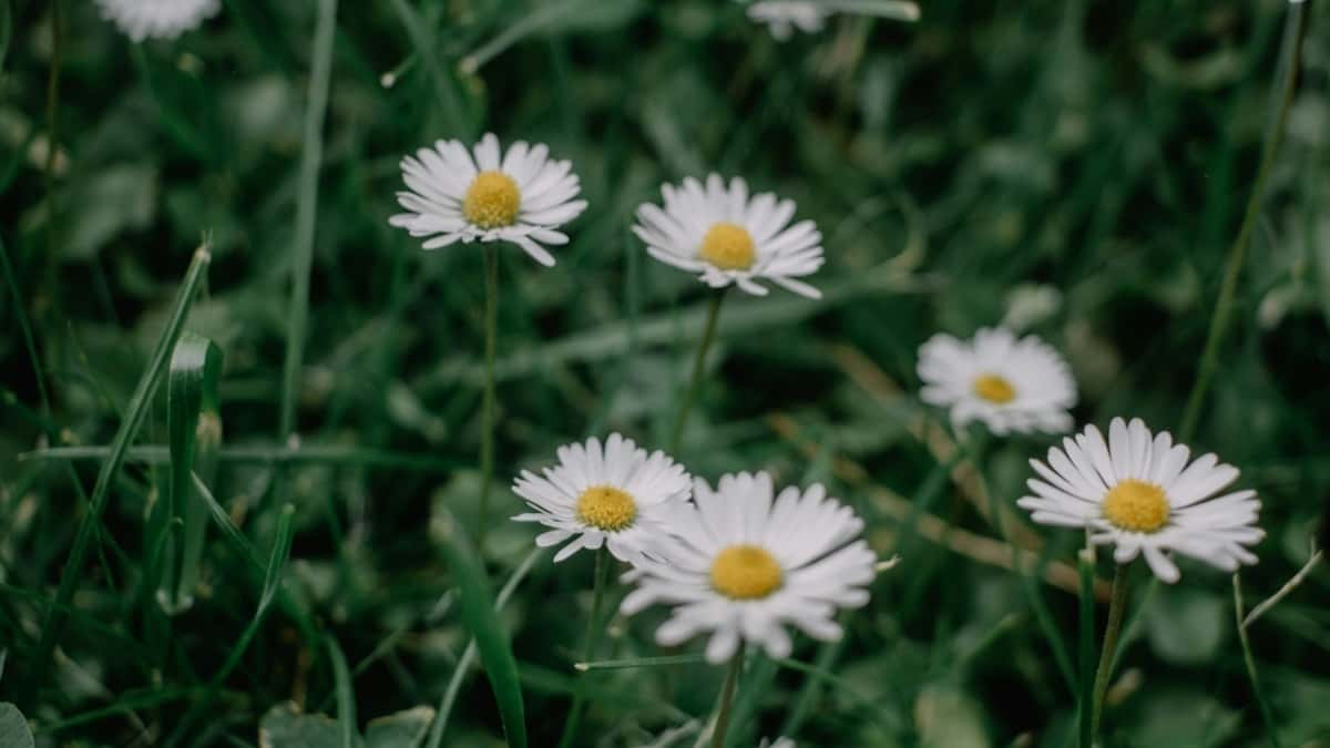 2025 Japan TikTok oglasne cijene za Bosnu i Hercegovinu