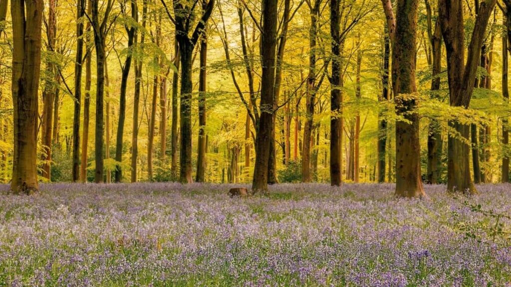 2025 Germany Pinterest Sve Kategorije Cjenovnik za Oglašavanje