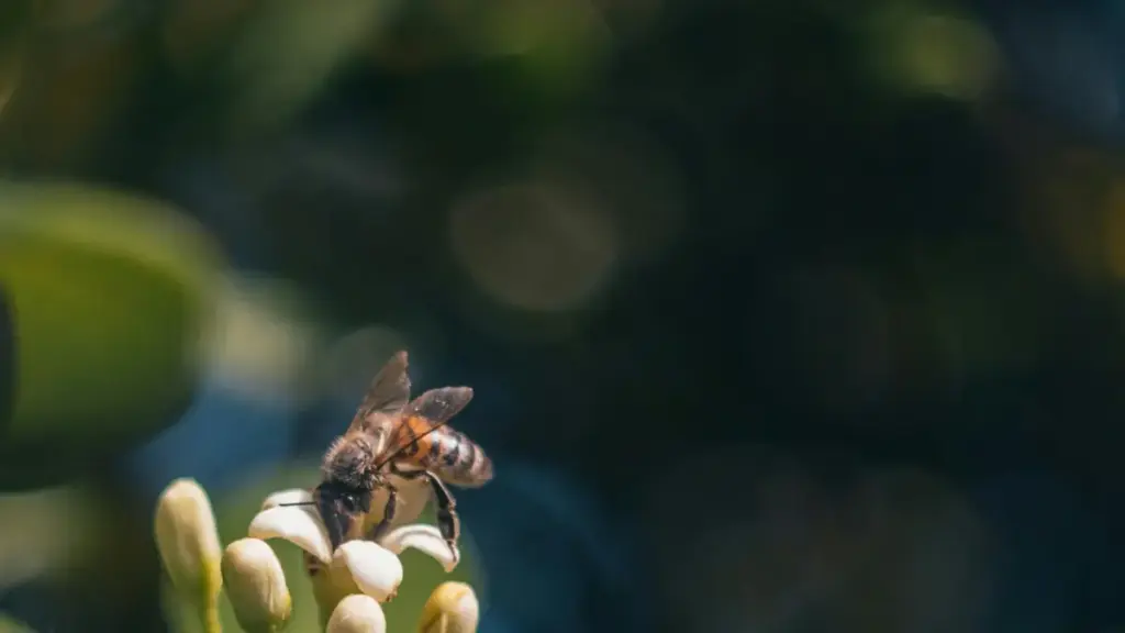 Praktičan vodič za oglašivače iz BiH: kako identificirati, kontaktirati i aktivirati YouTube kreatore iz Georgije za kampanje vođene kreatorima — uključujući alate, rizike i forecast za 2026.