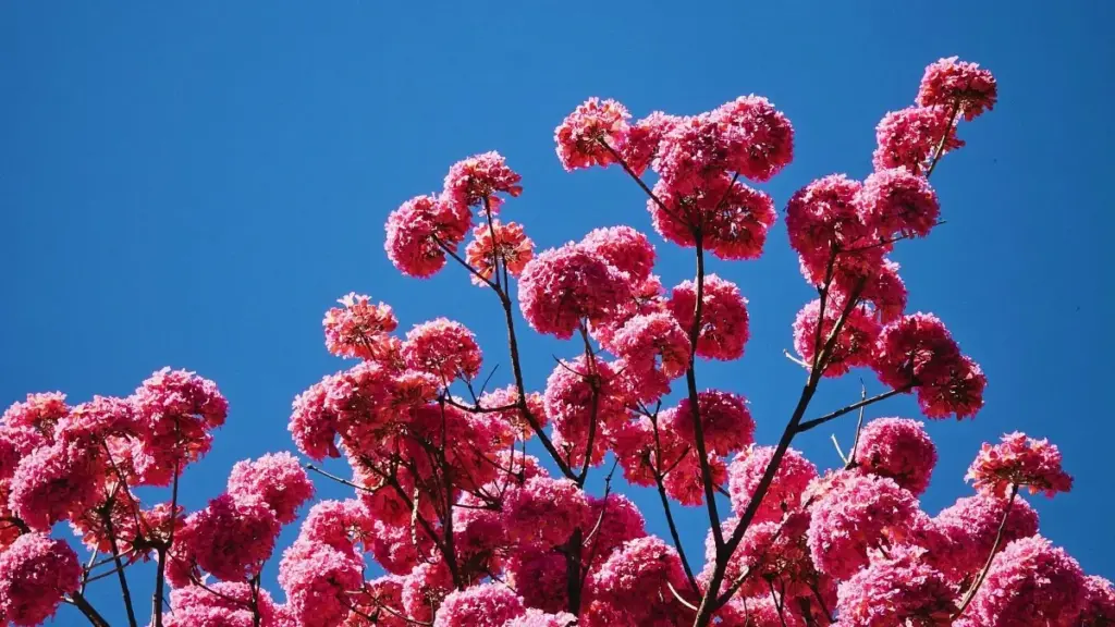 Praktičan vodič za oglašivače iz BiH: kako otkriti, kontaktirati i skalirati giveaway kampanje sa SoundCloud kreatorima u Keniji.