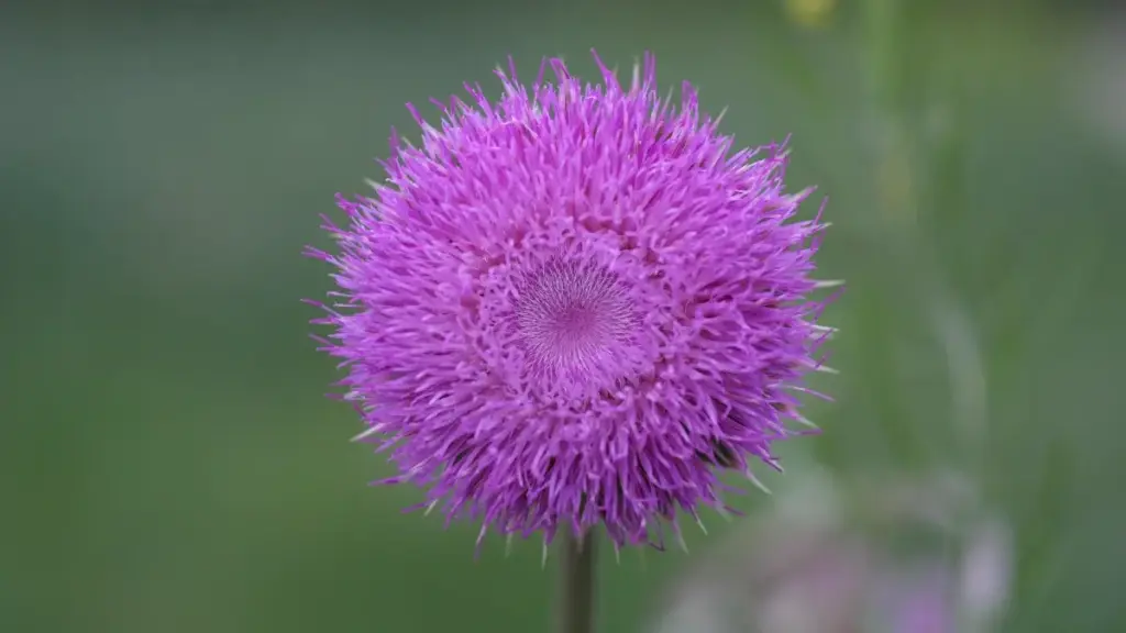 Praktičan vodič za oglašivače iz BiH: gdje pronaći Mexico Rumble kreatore, kako ih procijeniti i aktivirati za povećanje dosega healthy lifestyle brendova.