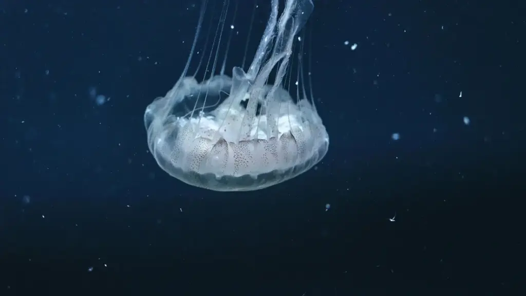 Praktičan vodič za kreatore iz Bosne i Hercegovine: kako identificirati, kontaktirati i sklopiti saradnju sa Sri Lanka brendovima na Etsy za brendirani fitness sadržaj.