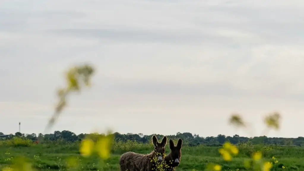 Praktičan vodič za bh. oglašivače kako locirati švicarske OnlyFans kreatore za promociju novih pjesama — taktike, rizici, te provjerene metode outreacha i pregovora.