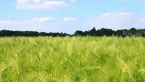 Praktičan vodič za oglašivače iz BiH kako pronaći i angažovati Roposo kreatore iz Alžira koji pretvaraju pratioce u kupce — taktike, alati i lokalne nijanse.