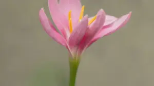 Praktičan vodič za bh. oglašivače kako locirati i angažovati uruguajske Amazon kreatore za micro‑influencer testove proizvoda. Strategije, kanali, pregovori i rizici.