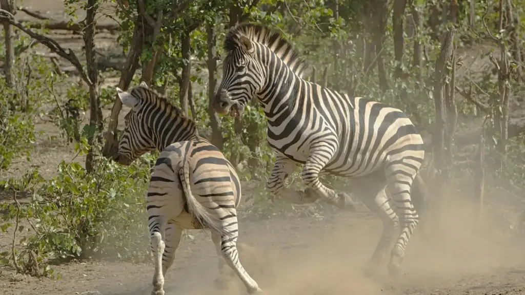 Praktičan vodič za bh. oglašivače kako pronaći i angažovati Snapchat kreatore iz Italije za real-life vloge događaja — taktike, kanali kontakta, lokalni trendovi i rizici.