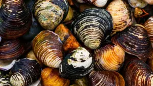 Praktičan vodič za BH kreatore: kako naći i pristupiti mexičkim brendovima na Amazon Mexico za saradnje i giveaway kampanje.