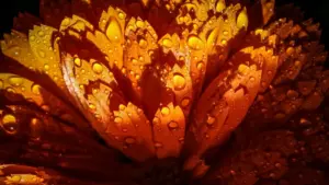 Praktičan vodič za bh. oglašivače: kako locirati i aktivirati Sri Lanka Kuaishou kreatore za kampanje fokusirane na angažman, s lokalnim taktikama, rizicima i alatima.