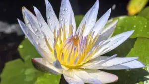 Praktičan vodič za oglašivače iz BiH: gdje pronaći Zalo kreatore u Nizozemskoj i kako ih angažovati da pretvore angažiranu publiku u kvalificirane leadove.