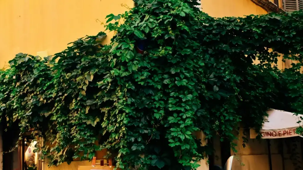 Praktičan vodič za kreatore iz BiH: kako pristupiti irskim brendovima preko Zalo, šta ponuditi u suradnji na vodičima o produktivnosti i kako povećati šanse za dogovor.