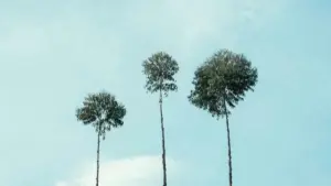 Praktičan vodič za bh. oglašivače: kako naći, provjeriti i angažovati Armenia Netflix kreatore za video recenzije proizvoda — taktike, alati i pravila igre.