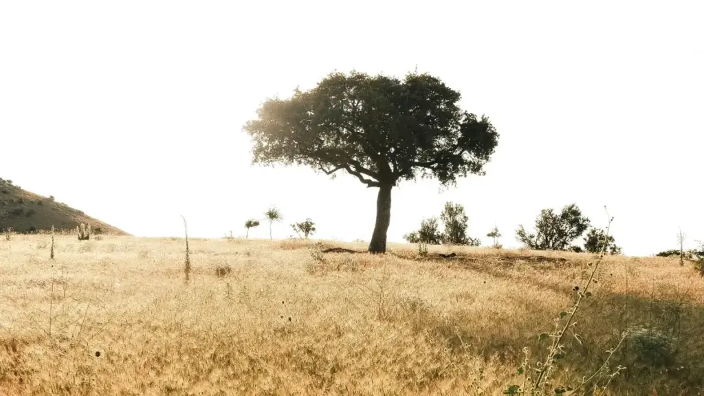 Praktičan vodič za kreatore iz BiH: kako doprijeti do egipatskih brendova na Clubhouseu, ugovoriti suradnje i kreirati follow-up sadržaj koji publika stvarno želi.