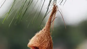 Praktičan vodič za kreatore iz BiH kako targetirati iračke brendove kroz Disney Plus strategije, partnerstva i lokalni kontekst. Savjeti, taktike i resursi za brzu primjenu.