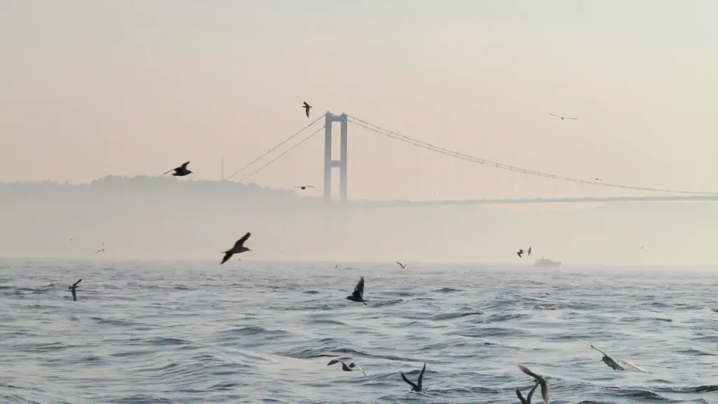 Praktičan vodič za kreatore iz BiH: kako ciljati i angažovati Tanzanijske brendove na ShareChatu za lansiranje proizvoda i stvaranje hypea.