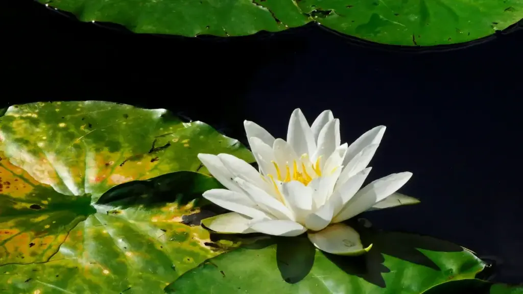 Praktičan vodič za bh. oglašivače: kako locirati i angažovati ShareChat kreatore iz Nizozemske za saradnje sa stil influenserima.