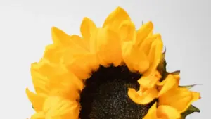 Praktičan vodič za oglašivače iz BiH kako pronaći i sponzorisati danske Viber kreatore za behind-the-scenes sadržaj — taktike, alati i procjena rizika.