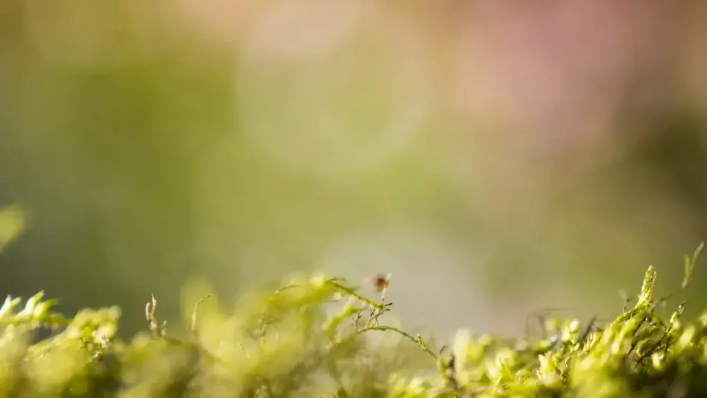 Praktičan vodič za bh. oglašivače: kako identificirati, procijeniti i ugovoriti OnlyFans kreatore iz Egipta za co‑branded proizvode — sa rizicima, kanalima i taktikama za siguran, profitabilan drop.