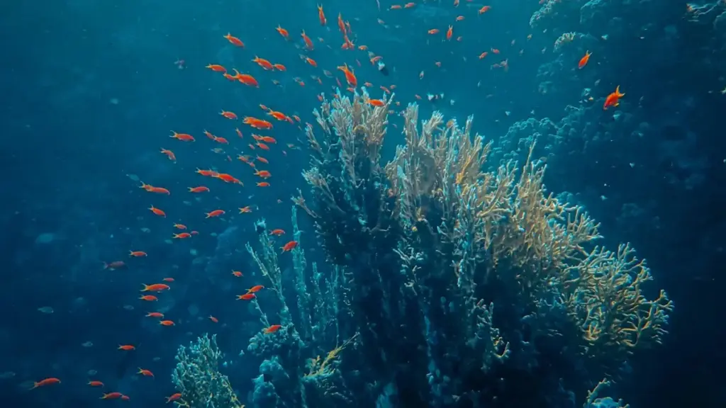 Praktičan vodič za kreatore iz BiH: kako dohvatiti portugalske brendove na Twitchu za review novih game featurea i sklopiti ozbiljne collabove.