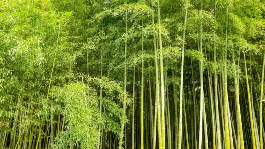 Kako u Francuskoj pronaći SoundCloud kreatore za sustainability kampanje, procijeniti fit, izbjeći promašaje i složiti creator-led plan koji stvarno radi.