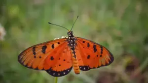 Praktičan vodič za kreatore iz BiH: kako doći do španskih brendova vezanih za Netflix i pretvoriti to u travel vlog saradnje koje imaju smisla.